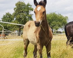 horse Ecuador S (German Riding Pony, 2023, from Gold Edition D)