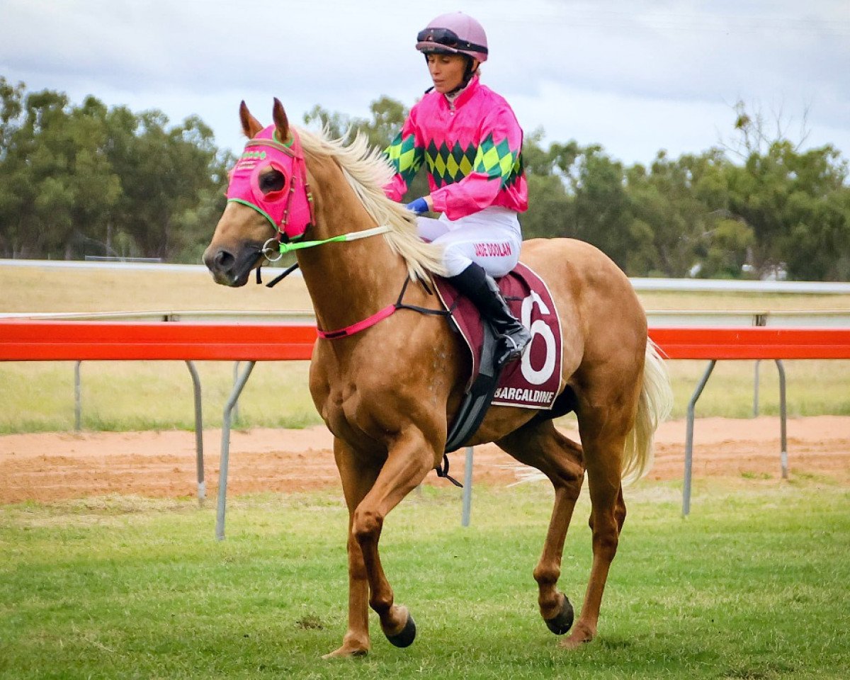 stallion Milky Rocket xx (Thoroughbred, 2018, from Rocket of Gold xx)