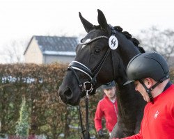 stallion Trocadéro (Oldenburg, 2021, from Total McLaren)