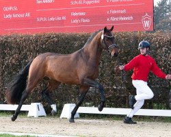 stallion Vechta AK (Oldenburg, 2021, from Vitalis)