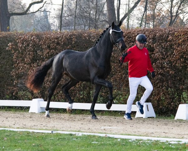 stallion Volbeat (Westphalian, 2021, from Vaderland OLD)