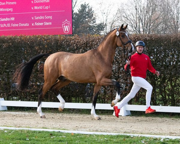 Deckhengst Hengst von Taurus / Dimaggio (Westfale, 2021, von Taurus)
