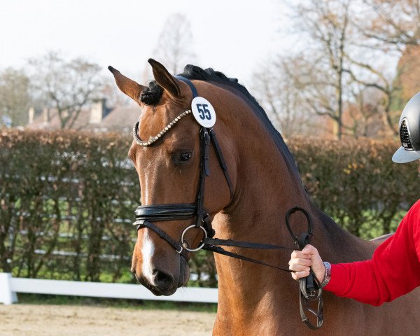 horse Hengst von Zoom / Franziskus (Hanoverian, 2021, from Zoom)
