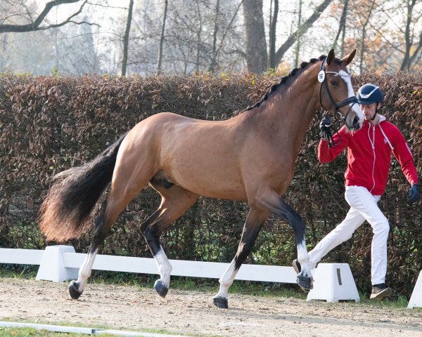 stallion Hengst von Zoom / Lassaro (Westphalian, 2021, from Zoom)