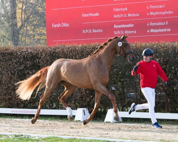 horse Hengst von Vivino / Fürst Piccolo (Westphalian, 2021, from Vivino)