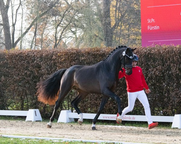 stallion Volumia (Hanoverian, 2021, from Vaderland OLD)