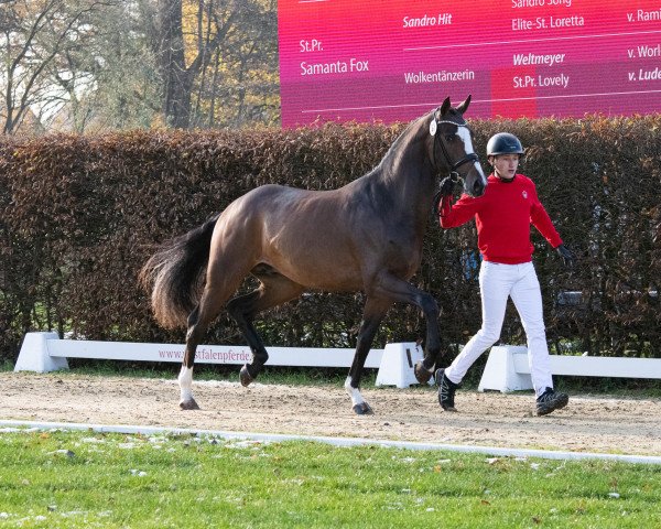 horse Hengst von Zoom / Sandro Hit (Hanoverian, 2021, from Zoom)