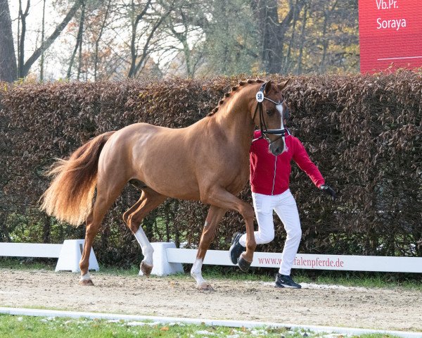 horse Zar Peter (Westphalian, 2021, from Zoom)