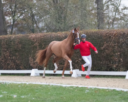 stallion Beck in Magic (Hanoverian, 2021, from Callaho's Benicio)