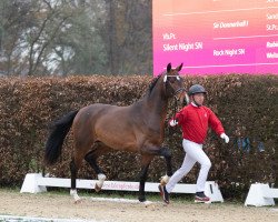 stallion Bon Vivant Ballante (Oldenburg, 2021, from Bonds)