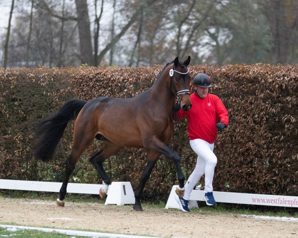 horse Hengst von Dynamic Dream / Gribaldi/T. (Oldenburg, 2021, from Dynamic Dream)