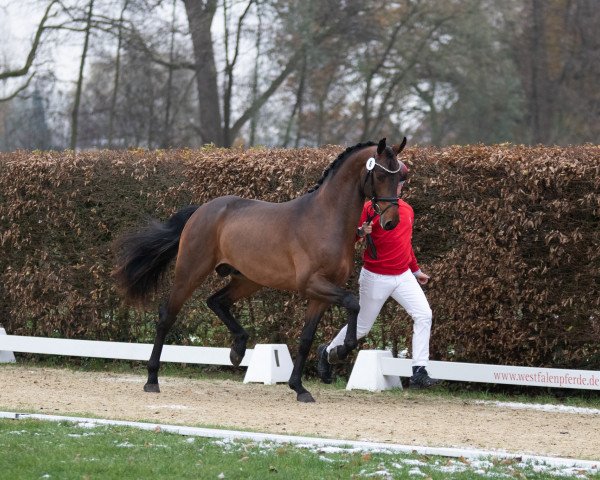 stallion Cirion (Oldenburg, 2021, from Confess Color)