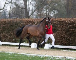 stallion Cirion (Oldenburg, 2021, from Confess Color)