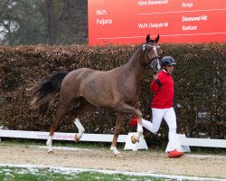 stallion Bocelli TN (Westphalian, 2021, from Bonds)
