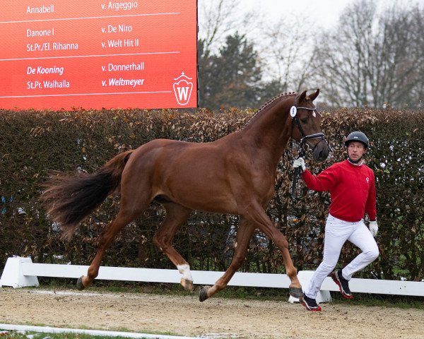 horse Hengst von Dynamic Dream / Dante Weltino (Westphalian, 2021, from Dynamic Dream)