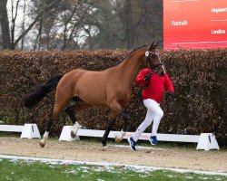 horse Hengst von Escolar / Hogwart (Westphalian, 2021, from Escolar)