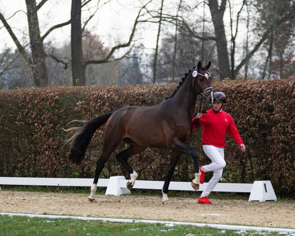 stallion Daxx (Hanoverian, 2021, from Dynamic Dream)