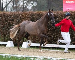 dressage horse Eaton of Westfalia (Hanoverian, 2021, from Escolar)