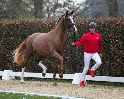 stallion Fiorentino (Hanoverian, 2021, from For Romance I)