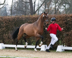 stallion Feinschmecker (Hanoverian, 2021, from Franklin)