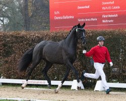 stallion Grand Galaxy (Westphalian, 2021, from Galaxy)