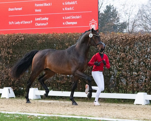 stallion Glorydale (Westphalian, 2021, from Glamourdale)