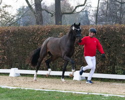 horse Hengst von For Romance I / Scolari (Westphalian, 2021, from For Romance I)