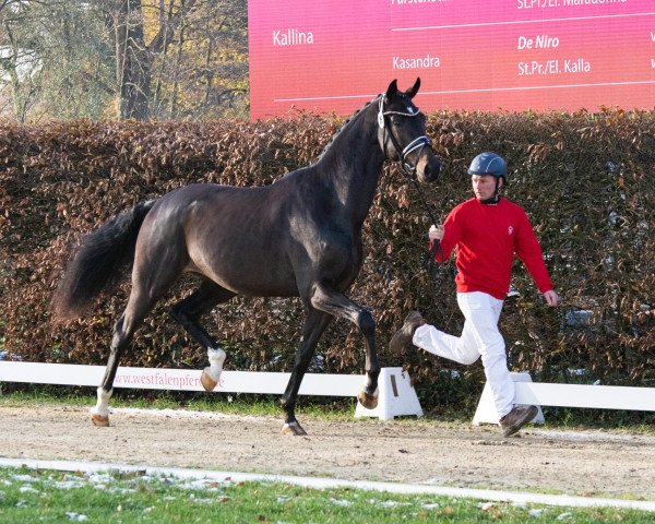 Pferd Just for Fun 58 (Westfale, 2021, von Jameson RS2)