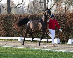 stallion Just Can't Get Enough (Westphalian, 2021, from Jovian)