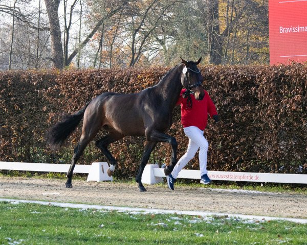 horse Hengst von Franz Joseph Junior / Bravissimo (Westphalian, 2021, from Franz Joseph Junior)