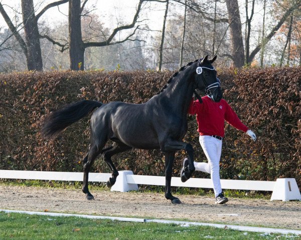 Dressurpferd Kilan's Legend (Hannoveraner, 2021, von Le Formidable)
