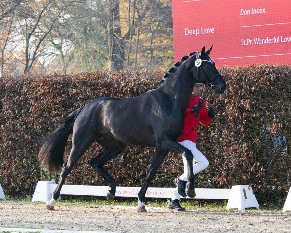 stallion Louis Löwenherz von Bellin (Hanoverian, 2021, from Lord Europe)