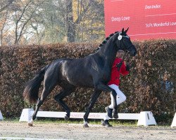 stallion Louis Löwenherz von Bellin (Hanoverian, 2021, from Lord Europe)