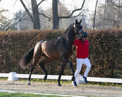 stallion Hengst von Franziskus / Don Romantic (Westphalian, 2021, from Franziskus FRH)