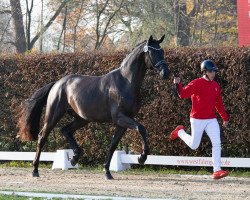 stallion Hengst von Morricone I / Rock Forever I (Westphalian, 2021, from Morricone)