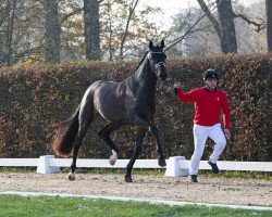 stallion Rising Star (Westphalian, 2021, from Raven)