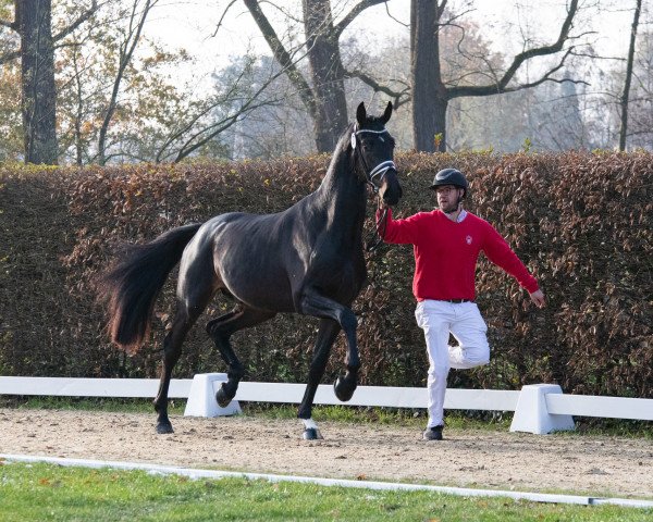 horse Sebastian 113 (Oldenburg, 2021, from So Perfect)