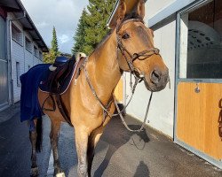 jumper Pms Tiziano (Swiss Warmblood, 2015, from Toulon)