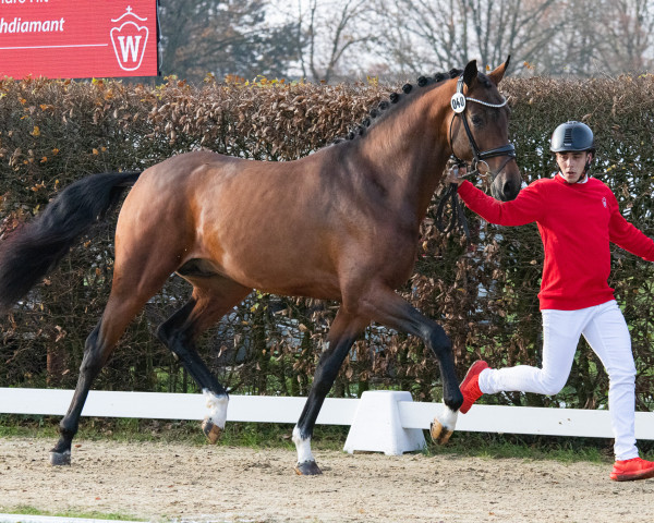stallion Tapesi (Oldenburg, 2021, from Taurus)