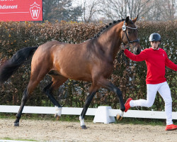 stallion Tapesi (Oldenburg, 2021, from Taurus)