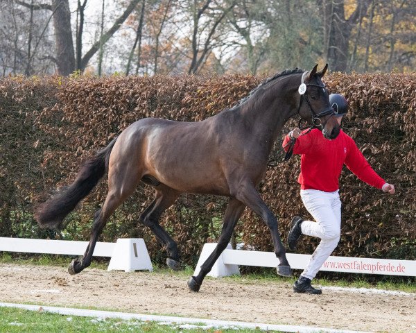 Deckhengst Sir Jack (Westfale, 2021, von So Perfect)