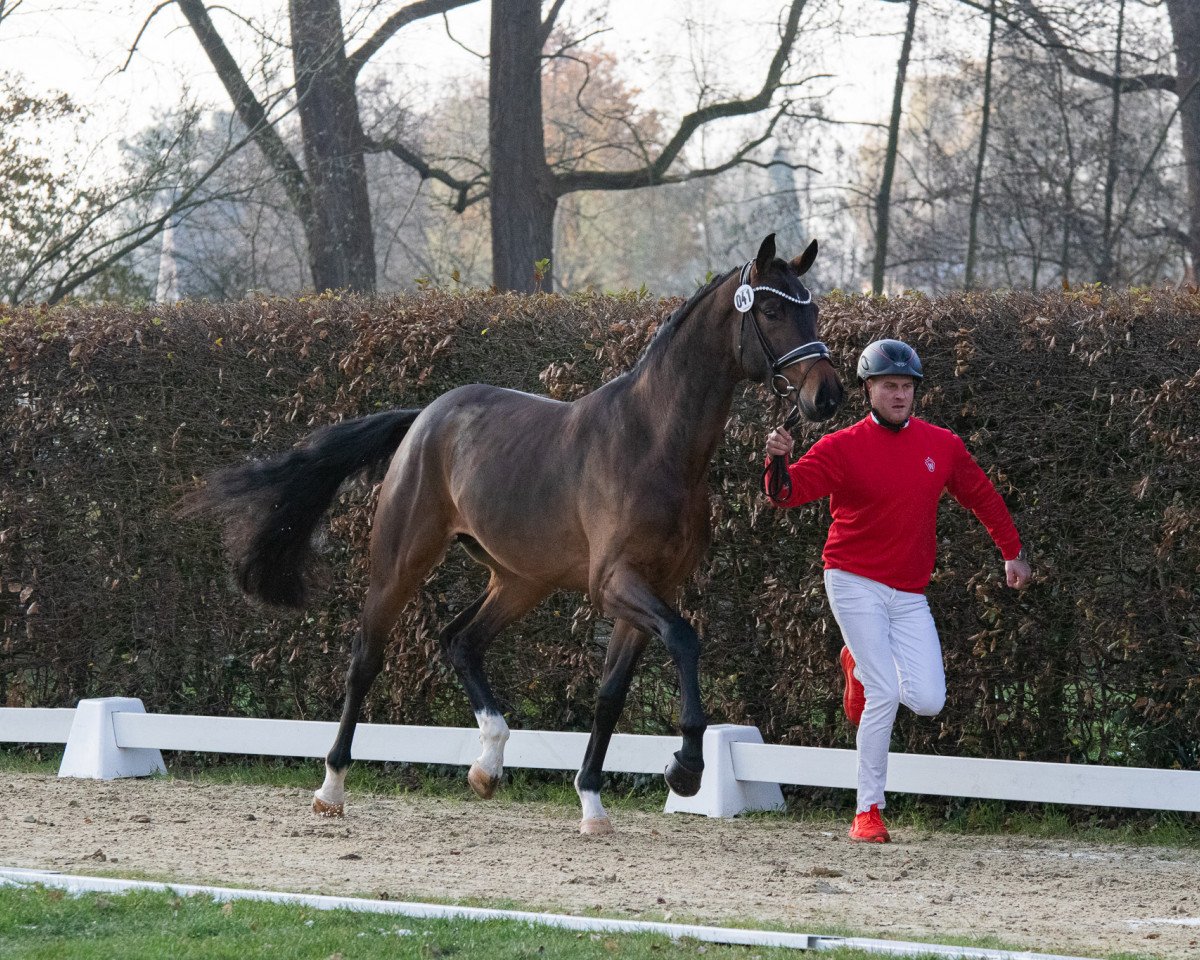 stallion Rock and Roll Tauro HS (Westphalian, 2021, from Taurus)
