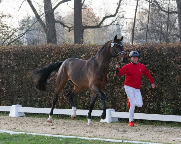 stallion Rock and Roll Tauro HS (Westphalian, 2021, from Taurus)