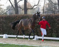 stallion Rock and Roll Tauro HS (Westphalian, 2021, from Taurus)