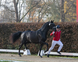 stallion Garibaldi (KWPN (Royal Dutch Sporthorse), 2021, from Glamourdale)