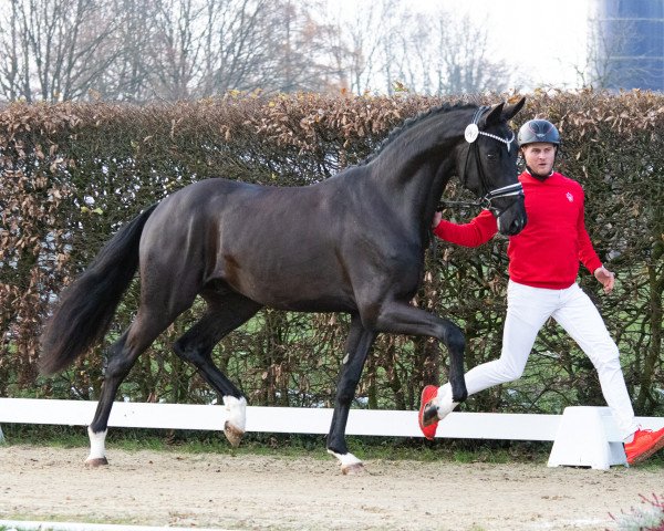 stallion Topform (Westphalian, 2021, from Taurus)