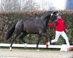 Deckhengst Topform (Westfale, 2021, von Taurus)