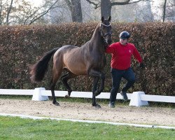 stallion Van Vivaldi II (Westphalian, 2021, from Vivaldi)