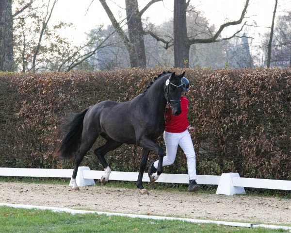 stallion Vandenabeele (Westphalian, 2021, from Vitalis)