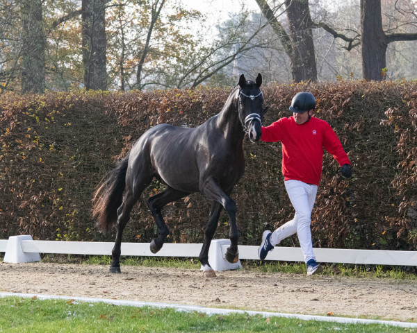 horse Hengst von So Unique / Stedinger (Oldenburg, 2021, from So Unique)